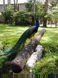 Peacock at Fountain of Youth
