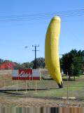 Large banana along road