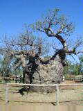 Prison boab tree