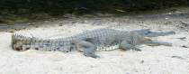Crocodile at Windjana Gorge