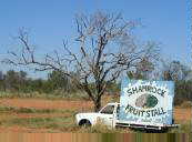 Shamrock fruit stall