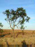 Tree in grassland area