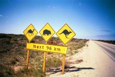 Camels, wombats and kangaroos